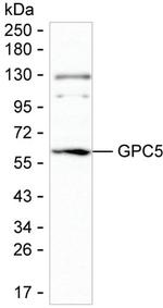 Glypican 5 Antibody in Western Blot (WB)