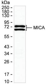 MICA Antibody in Western Blot (WB)