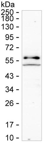 TXK Antibody in Western Blot (WB)