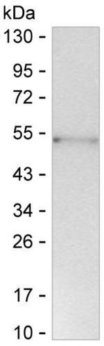 CCL1 Antibody in Western Blot (WB)