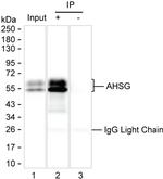 Fetuin A Antibody in Immunoprecipitation (IP)