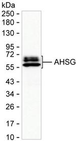 Fetuin A Antibody in Western Blot (WB)