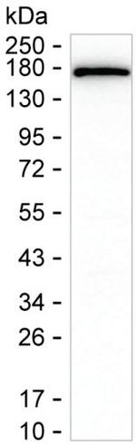 COLEC12 Antibody in Western Blot (WB)