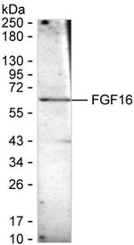 FGF16 Antibody in Western Blot (WB)