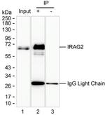 Lrmp Antibody in Immunoprecipitation (IP)