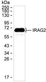 Lrmp Antibody in Western Blot (WB)