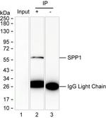 Osteopontin Antibody in Immunoprecipitation (IP)