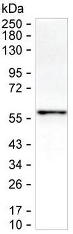 Osteopontin Antibody in Western Blot (WB)