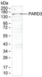 PARD3 Antibody in Western Blot (WB)