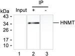 HNMT Antibody in Immunoprecipitation (IP)