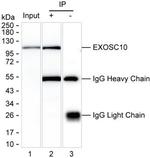 EXOSC10 Antibody in Immunoprecipitation (IP)