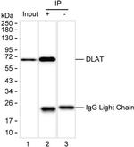 DLAT Antibody in Immunoprecipitation (IP)