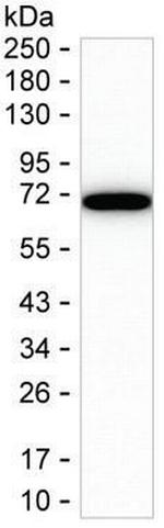 DLAT Antibody in Western Blot (WB)