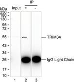 TRIM34 Antibody in Immunoprecipitation (IP)