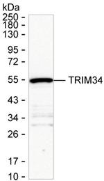 TRIM34 Antibody in Western Blot (WB)