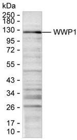 WWP1 Antibody in Western Blot (WB)