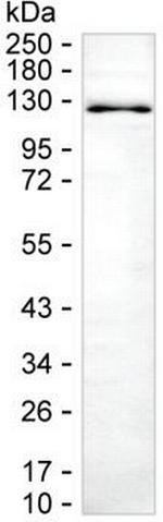 NEDD4 Antibody in Western Blot (WB)