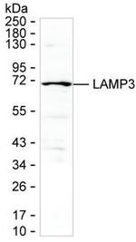 LAMP3 Antibody in Western Blot (WB)