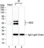 EED Antibody in Immunoprecipitation (IP)