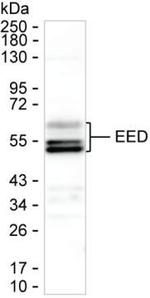 EED Antibody in Western Blot (WB)