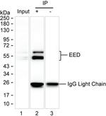 EED Antibody in Immunoprecipitation (IP)