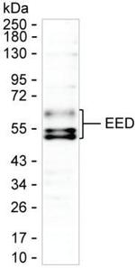 EED Antibody in Western Blot (WB)