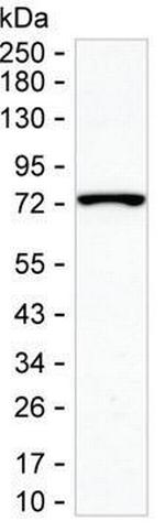 SPDL1 Antibody in Western Blot (WB)