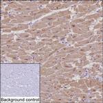 PAM Antibody in Immunohistochemistry (Paraffin) (IHC (P))