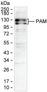 PAM Antibody in Western Blot (WB)