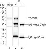 TRAFD1 Antibody in Immunoprecipitation (IP)