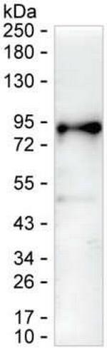 TRAFD1 Antibody in Western Blot (WB)