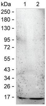 CDA Antibody in Western Blot (WB)