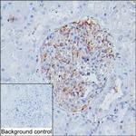 MYH9 Antibody in Immunohistochemistry (Paraffin) (IHC (P))