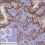 Claudin 3 Antibody in Immunohistochemistry (Paraffin) (IHC (P))