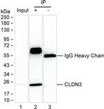 Claudin 3 Antibody in Immunoprecipitation (IP)