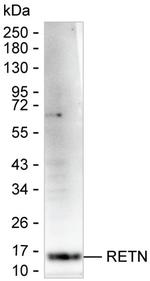 Resistin Antibody in Western Blot (WB)