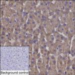 SUOX Antibody in Immunohistochemistry (Paraffin) (IHC (P))