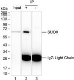 SUOX Antibody in Immunoprecipitation (IP)