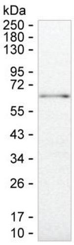 SUOX Antibody in Western Blot (WB)