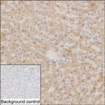 SUOX Antibody in Immunohistochemistry (Paraffin) (IHC (P))