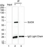 SUOX Antibody in Immunoprecipitation (IP)