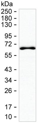 SUOX Antibody in Western Blot (WB)