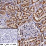 MYO6 Antibody in Immunohistochemistry (Paraffin) (IHC (P))