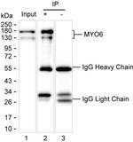 MYO6 Antibody in Immunoprecipitation (IP)