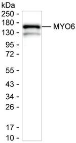 MYO6 Antibody in Western Blot (WB)