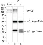 MYO6 Antibody in Immunoprecipitation (IP)