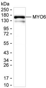 MYO6 Antibody in Western Blot (WB)