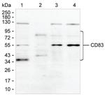 CD83 Antibody in Western Blot (WB)