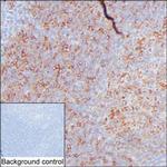 CD83 Antibody in Immunohistochemistry (Paraffin) (IHC (P))