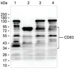 CD83 Antibody in Western Blot (WB)